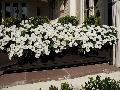 Easy Wave White Petunia / Petunia 